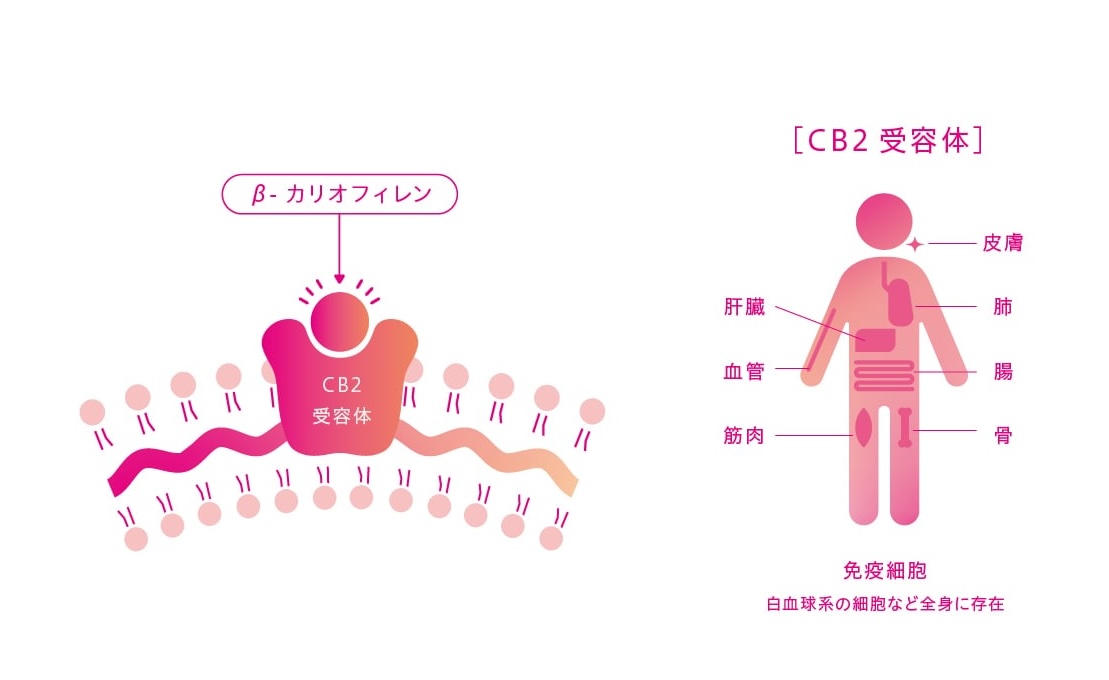 β-カリオフィレンとCB2受容体の関わりの図解