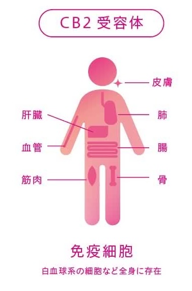 β-カリオフィレンとCB2受容体の関わりの図解