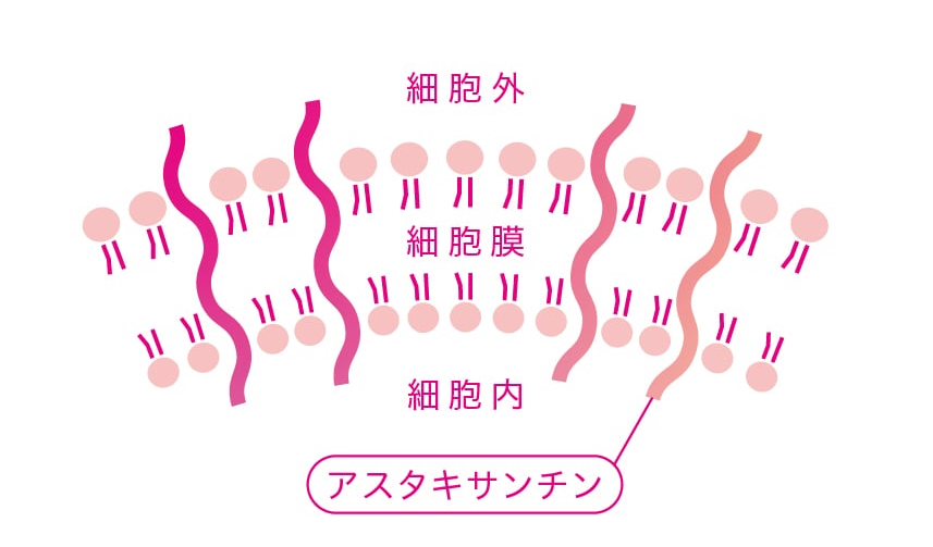 アスタキサンチンが細胞膜を貫通する構造の図解