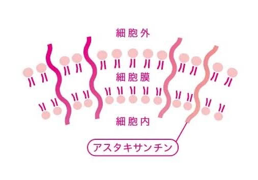 アスタキサンチンが細胞膜を貫通する構造の図解