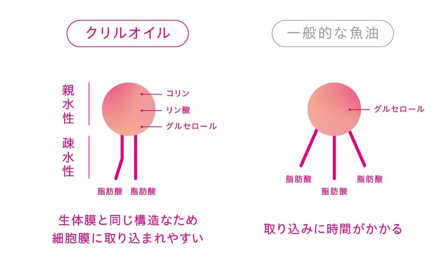 クリルオイルと一般的な魚油の比較図解