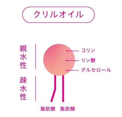 クリルオイルの構造図解