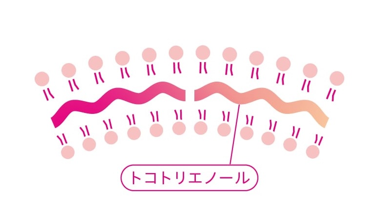 トコトリエノールが細胞膜内を移動するしくみの図解