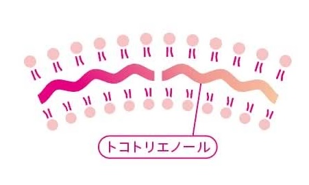 トコトリエノールが細胞膜内を移動するしくみの図解
