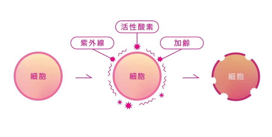 酸化と還元のバランスが崩れるしくみの図解