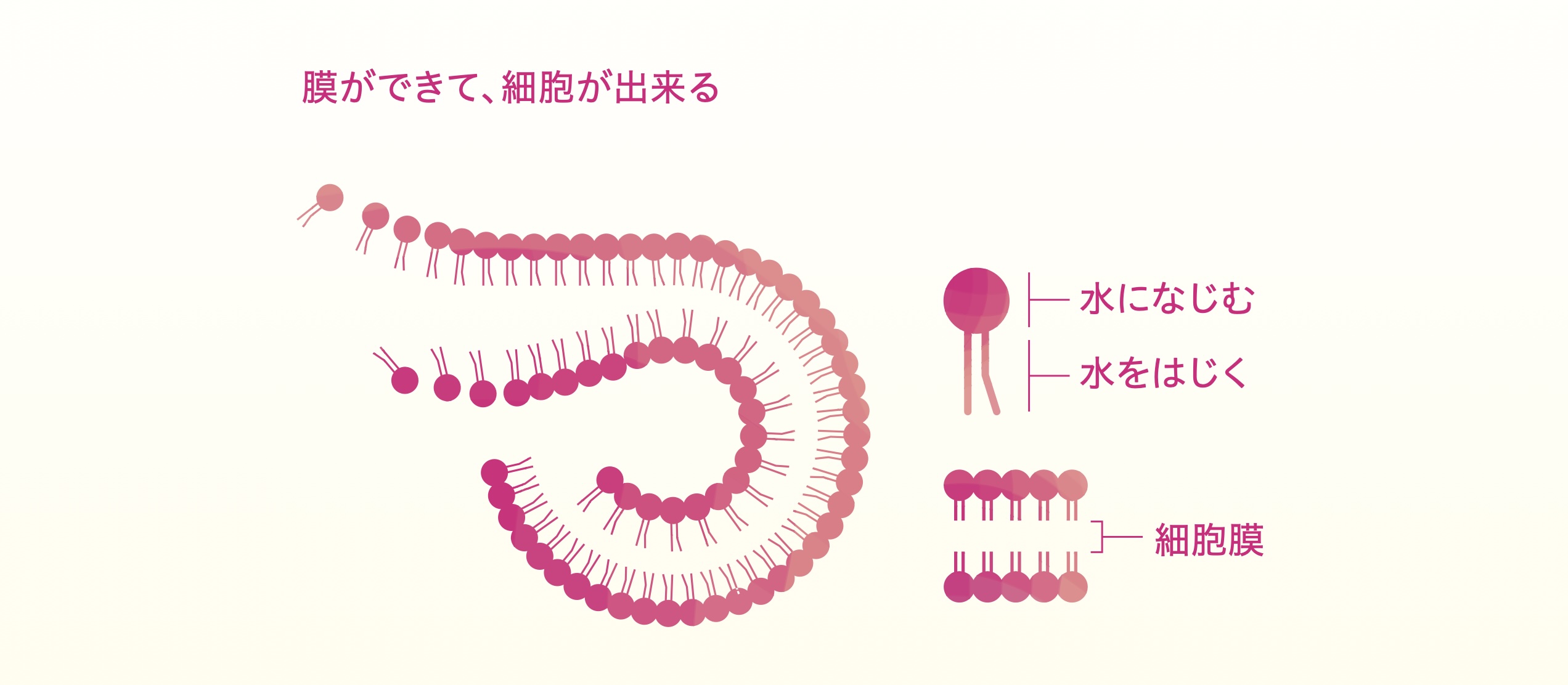 水と水を隔てる膜ができ、細胞が誕生するしくみの図解