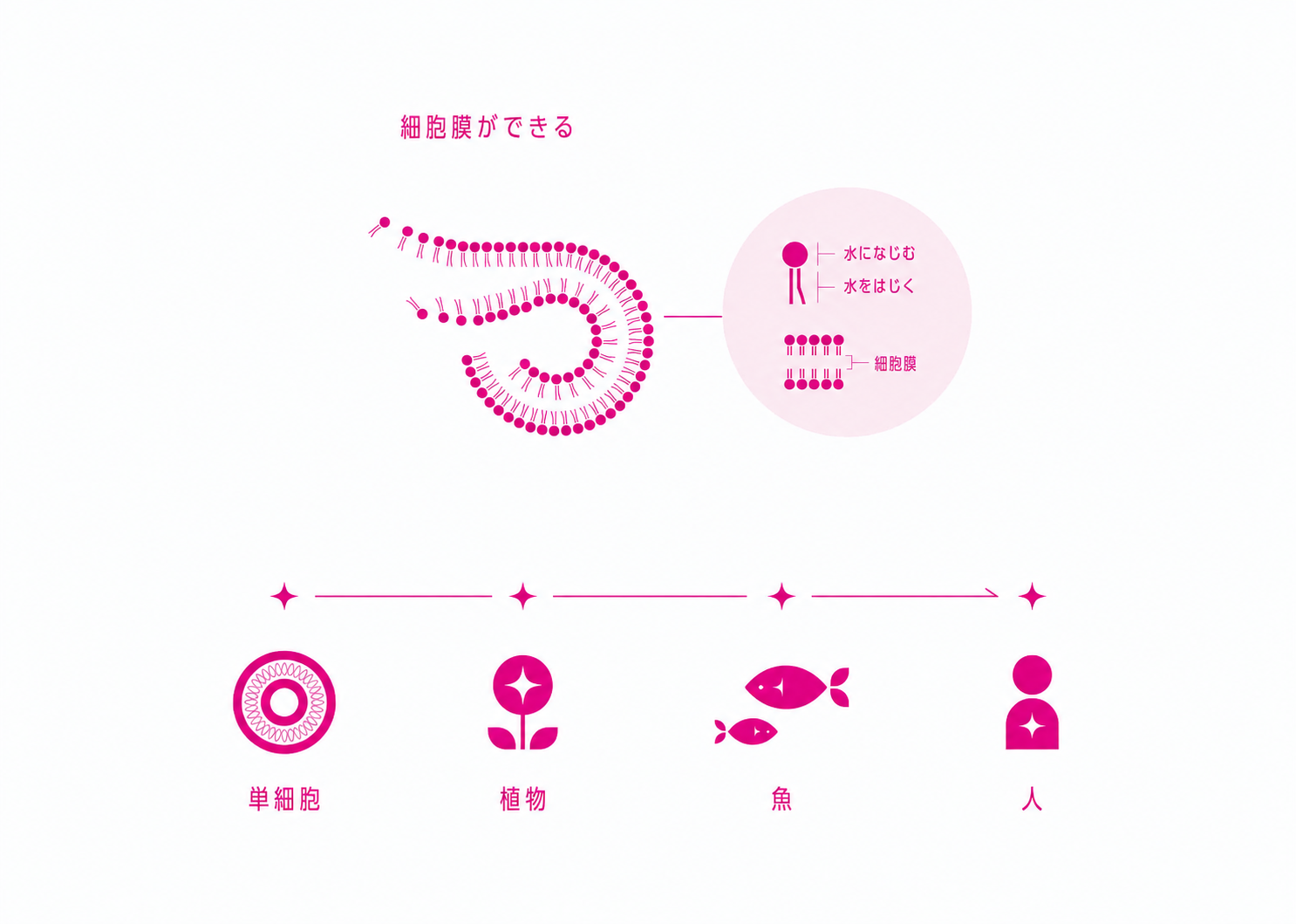 細胞膜ができるしくみと、単細胞・植物・魚・人まで細胞膜が共通していることを示す図解